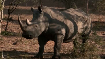 Mozambique: aniquilados hace más de 40 años, los rinocerontes regresan