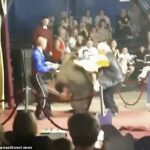Un oso furioso atacó al maestro de ceremonias de un circo frente a una gran multitud