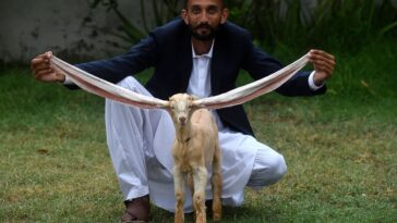 Simba nació a mediados de junio en Karachi, Pakistán, con orejas largas que se extendían 19 pulgadas.