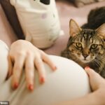 Los resultados de un estudio de la Universidad de Toyama encontraron que tener un gato se asoció con un mayor riesgo de síntomas depresivos a los 6 meses después del parto (imagen de archivo)