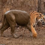 Este tigre de dos tonos aparentemente hizo desaparecer la mitad de su cuerpo después de un baño de barro en la India mientras intentaba refrescarse.