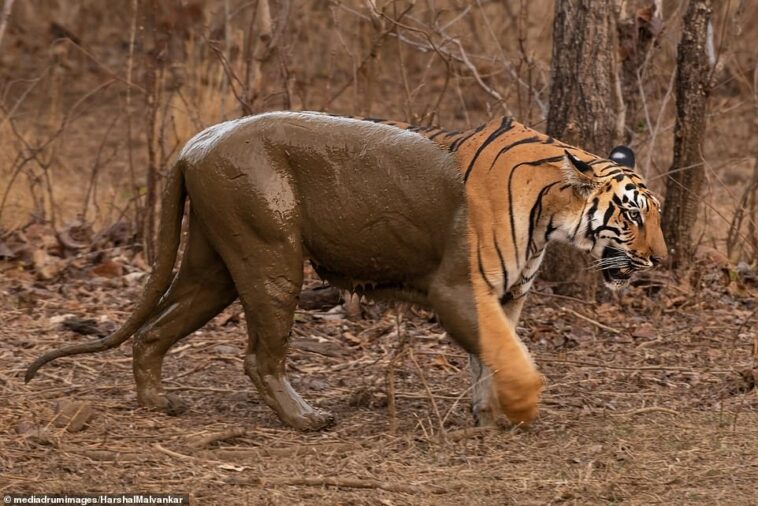 Este tigre de dos tonos aparentemente hizo desaparecer la mitad de su cuerpo después de un baño de barro en la India mientras intentaba refrescarse.