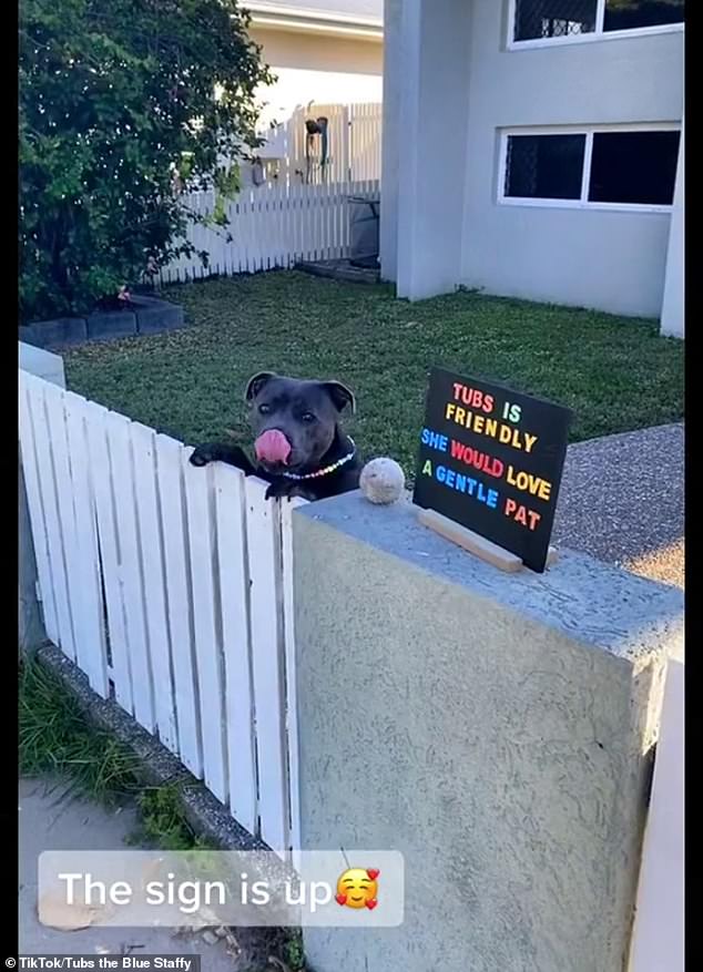 Los dueños de Tubs (en la foto), el Staffordshire Bull Terrier, decidieron colocar un letrero en el frente de su casa en el norte de Queensland, para que los lugareños sepan que es amigable y ama las caricias.