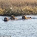 Los tres leones habían entrado en el río, con los ojos fijos en el hipopótamo que estaba a solo unos metros de distancia.