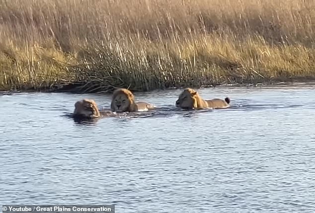 Un Hipopótamo Ataca A Tres Leones Aterrorizados Después De Verlos Nadando En  Su Territorio En Botswana