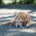 Un veterinario ha revelado signos clave de que su perro podría estar angustiado y sufrir un golpe de calor después de que se registraran temperaturas récord en el Reino Unido.