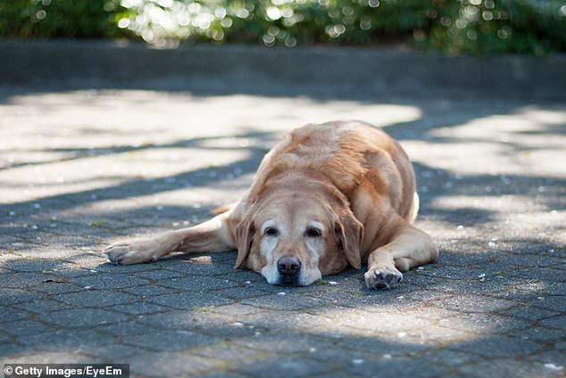 Un veterinario ha revelado signos clave de que su perro podría estar angustiado y sufrir un golpe de calor después de que se registraran temperaturas récord en el Reino Unido.
