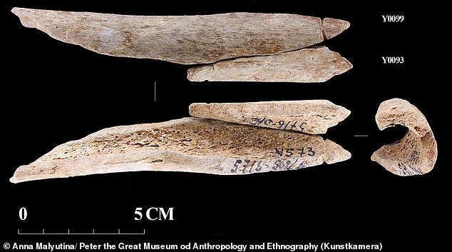 Los científicos han descubierto colgantes de la Edad de Piedra hechos de huesos humanos en Rusia, lo que indica que las personas que vivían allí en ese momento podrían haber sido caníbales.