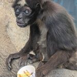 Los monos araña normalmente no viven más de 40 años, pero uno en el zoológico de Boise celebró recientemente su 60 cumpleaños, lo que sugiere que podría ser el más viejo del mundo.
