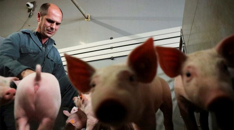 ¿Sacudiendo tocino?  Investigadores belgas estudian la respuesta de los cerdos a la música