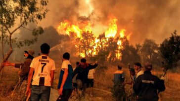 26 muertos por incendios forestales en el norte de Argelia |  The Guardian Nigeria Noticias