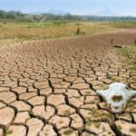 Agricultores de estados del norte de México devastados por sequía