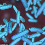 Los investigadores encontraron que la fabimicina, un antibiótico aún por aprobar, funciona contra las infecciones causadas por 300 tipos de bacterias gramnegativas (en la foto)
