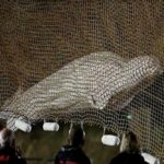 Ballena beluga varada es sacrificada después de ser retirada de un río francés