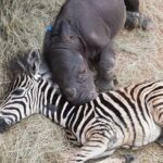La bebé cebra Modjaji, de solo unas pocas semanas, se quedó al lado de Daisy durante su larga recuperación en la UCI del santuario de animales Care For Wild.  En la foto aquí en enero
