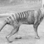Bebés de tigre de Tasmania 'dentro de 10 años': científicos