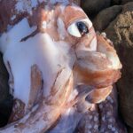 El usuario de Twitter Tim Dee, quien encontró a la criatura marina de aspecto extraño (arriba) en Scarborough Beach el martes, compartió fotos y videos en línea que muestran el colorido ojo gigantesco