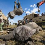 Un elefante cuelga boca abajo mientras es transportado en avión a su nuevo hogar en Malawi durante un gigantesco proyecto de reubicación que finalizó la semana pasada.