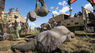 Un elefante cuelga boca abajo mientras es transportado en avión a su nuevo hogar en Malawi durante un gigantesco proyecto de reubicación que finalizó la semana pasada.