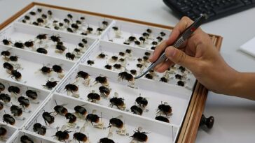 El descubrimiento se basa en un análisis de especímenes de abejorros alojados en museos de todo el Reino Unido.  En la imagen: especímenes de abejorros en las colecciones del Museo de Historia Natural de Londres
