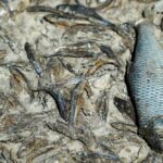 Encuentran alta salinidad en un río europeo después de la muerte de peces