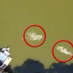 JC La Verde estaba nadando en el lago Thonotosassa, en las afueras de Tampa, el 3 de agosto cuando fue atacado por un caimán.  Horribles imágenes de drones muestran los momentos antes de que La Verde fuera atacado cuando el reptil se le acercó rápidamente