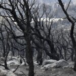 Incendio forestal en Argelia deja al menos 37 muertos