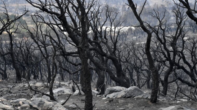 Incendio forestal en Argelia deja al menos 37 muertos