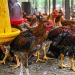 La exportación de pollo de Malasia se considerará solo si el suministro interno no se ve afectado, dice un grupo de trabajo especial contra la inflación