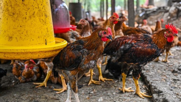 La exportación de pollo de Malasia se considerará solo si el suministro interno no se ve afectado, dice un grupo de trabajo especial contra la inflación