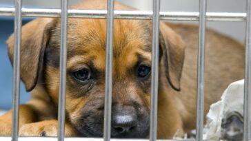 Las mascotas de la pandemia están llenando refugios de animales en Alemania
