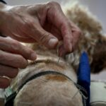 Los amantes de las mascotas de Beijing recurren a la acupuntura para tratar a sus amigos peludos