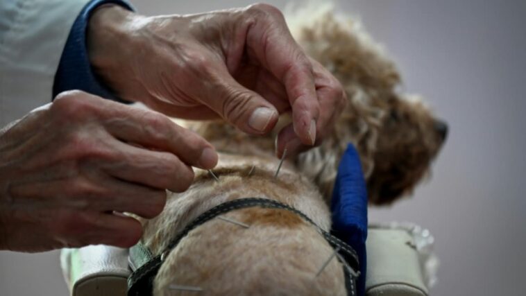 Los amantes de las mascotas de Beijing recurren a la acupuntura para tratar a sus amigos peludos