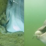 Un equipo de investigadores adjuntó cámaras a los delfines de la Marina de los EE. UU. y capturó imágenes rara vez vistas de las criaturas marinas persiguiendo peces y devorando serpientes marinas.