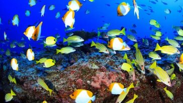 No es algo que puedas decir desde aquí arriba en la superficie, pero los continentes de la Tierra están en constante movimiento.  Ahora, un nuevo estudio ha advertido que este movimiento podría acabar con la vida marina en las partes más profundas de los océanos al privarlos de oxígeno.