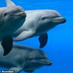 En la investigación, publicada hoy en PLoS ONE, se tomaron muestras de sangre de 76 delfines nariz de botella comunes, Tursiops truncatus, entre 2013 y 2018 antes de ser devueltos a la naturaleza (imagen de archivo)
