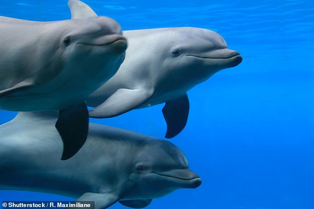 En la investigación, publicada hoy en PLoS ONE, se tomaron muestras de sangre de 76 delfines nariz de botella comunes, Tursiops truncatus, entre 2013 y 2018 antes de ser devueltos a la naturaleza (imagen de archivo)