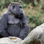 Los gorilas del zoológico han desarrollado su propia llamada para obtener comida y atención de sus cuidadores, según ha descubierto una nueva investigación.  En la imagen: Sukari, el gorila del zoológico de Atlanta, que participó en el experimento.