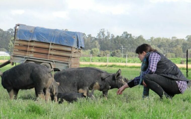 Los granjeros aficionados y sus cerdos son un riesgo importante de fiebre aftosa