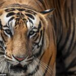 La mayoría de los tigres de la India, que se cree que suman unos 2.967 en total, viven en una de las 51 reservas de tigres que cubren un área grande que se extiende 45.900 millas.  AI está ayudando a los guardaparques a rastrear los movimientos de los animales