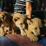 Los habitantes de Gaza se esfuerzan por mantener con vida a los cachorros de león