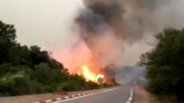 Los incendios forestales de Argelia matan a 38 - Mundo - The Guardian Nigeria News – Nigeria and World News