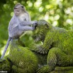 Investigadores de la Universidad de Lethbridge han revelado cómo los monos del Santuario del Bosque Sagrado de los Monos de Bali, tanto machos como hembras, utilizan con frecuencia herramientas de piedra como juguetes sexuales para darse placer (imagen de archivo)
