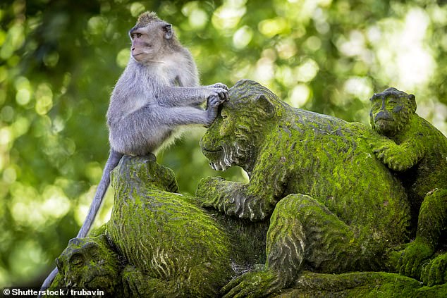 Investigadores de la Universidad de Lethbridge han revelado cómo los monos del Santuario del Bosque Sagrado de los Monos de Bali, tanto machos como hembras, utilizan con frecuencia herramientas de piedra como juguetes sexuales para darse placer (imagen de archivo)