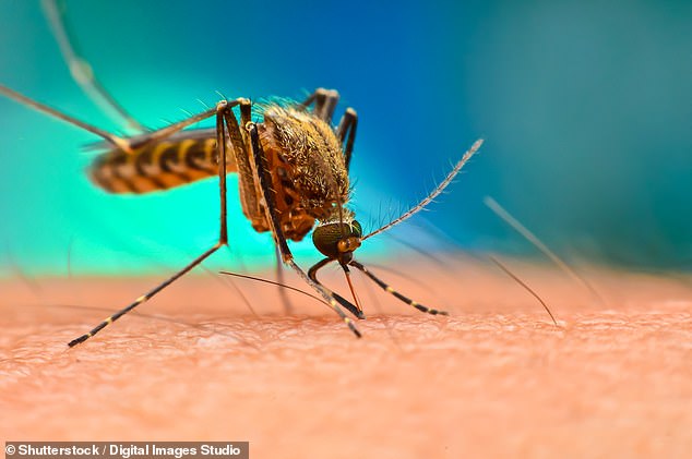 Los mosquitos hembra pueden rastrear a los humanos por el dióxido de carbono que exhalamos y los químicos en nuestro olor corporal, incluido el 1-octen-3-ol y las aminas (imagen de archivo)