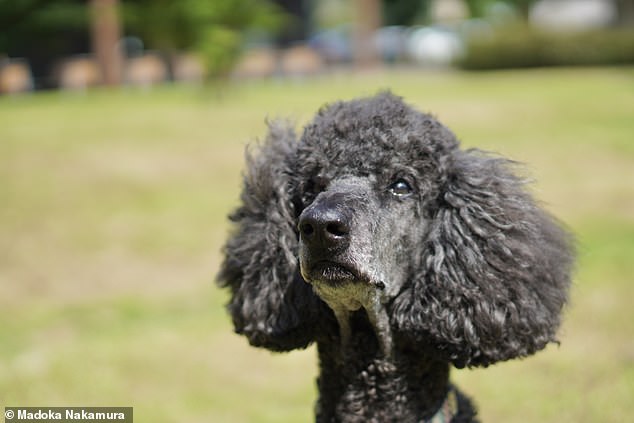 Investigadores de la Universidad de Azabu, Japón, descubrieron que los perros experimentan tal oleada de oxitocina, la 'hormona del amor', que hace que se les formen lágrimas en los ojos.