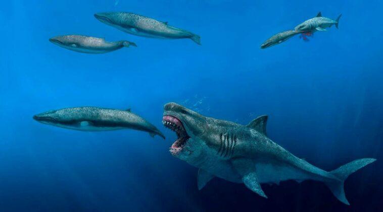 Illustrations of massive prehistoric sharks