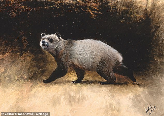 Los científicos han encontrado el ejemplo conocido más reciente del panda europeo desaparecido hace mucho tiempo.