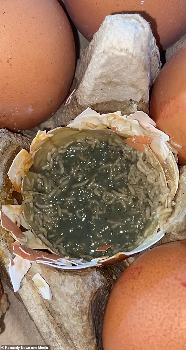 Alice Evans encontró cientos de gusanos arrastrándose dentro de uno de sus huevos recién comprados que se había abierto