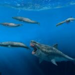 Un nuevo estudio arroja luz sobre la presa elegida por el megalodón y sugiere que la antigua bestia se alimentaba de animales tan grandes como las orcas cuando vagaba por los océanos hace 11 millones de años.